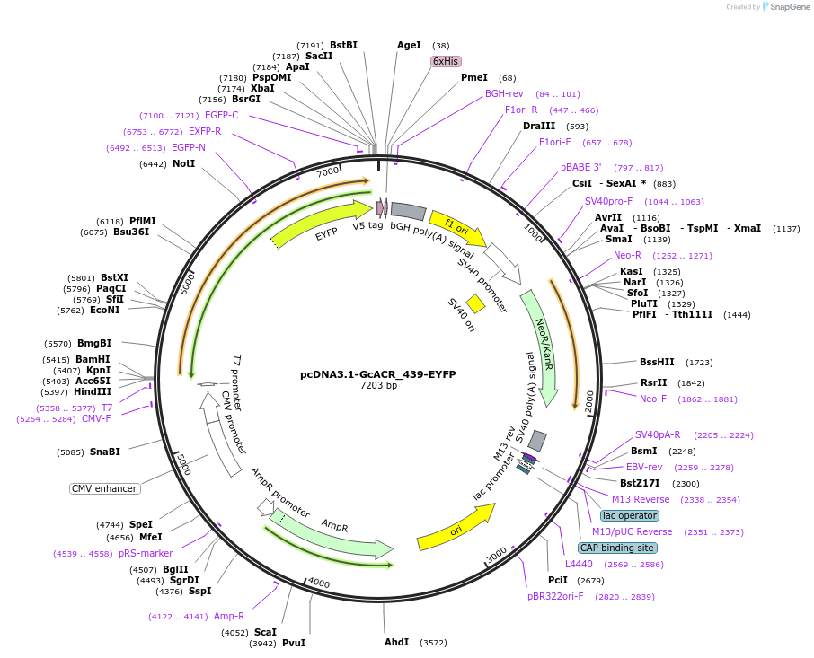 103142-plasmid-map-sequence-id-199225