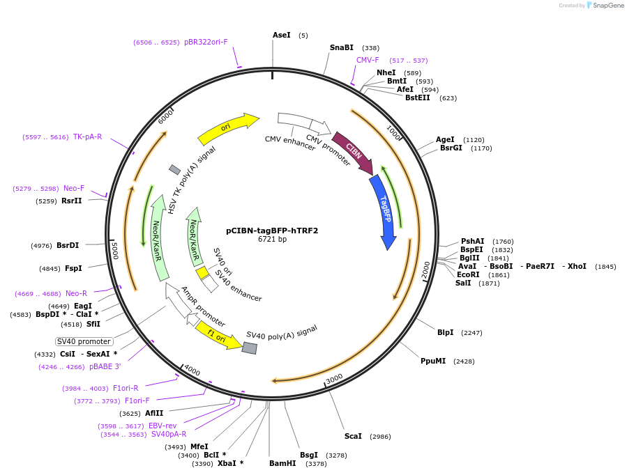 103803-plasmid-map-sequence-id-199226