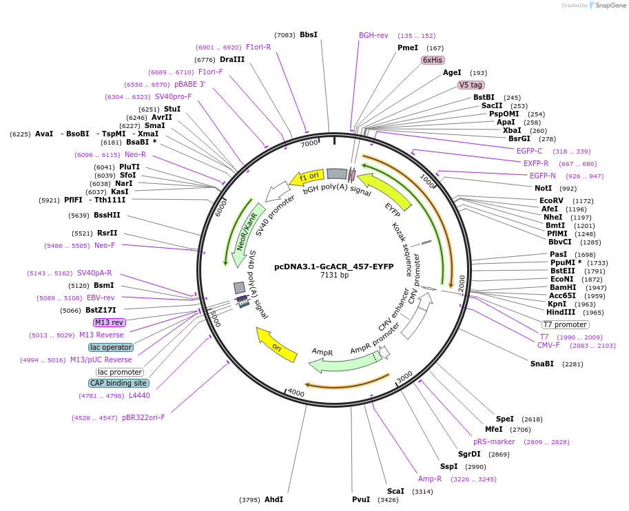103137-plasmid-map-sequence-id-199229