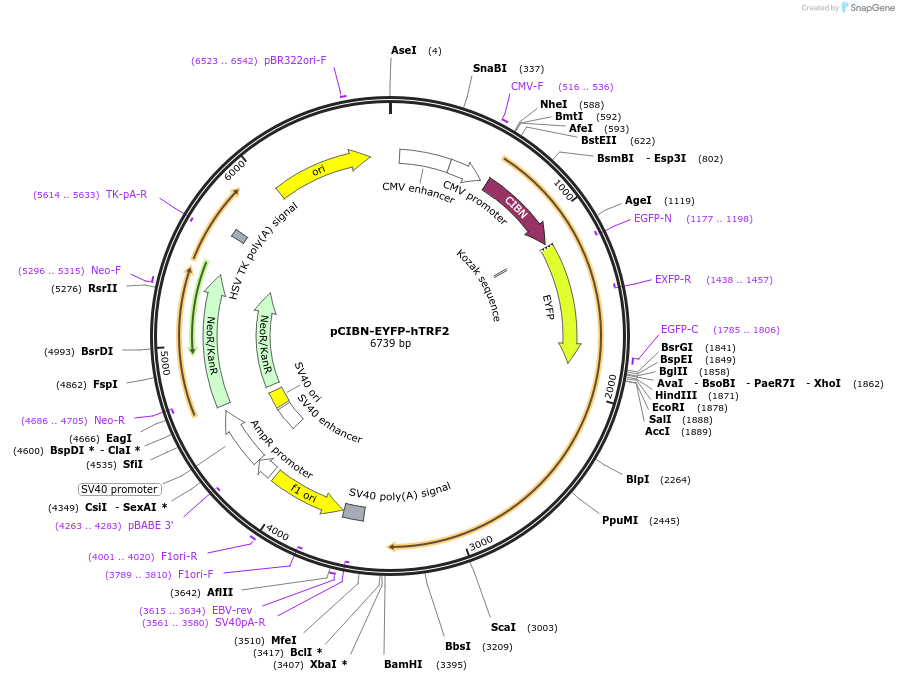 103804-plasmid-map-sequence-id-199232