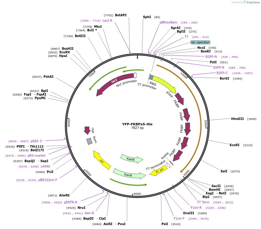 103785-plasmid-map-sequence-id-199233