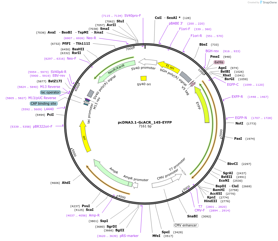 103138-plasmid-map-sequence-id-199234
