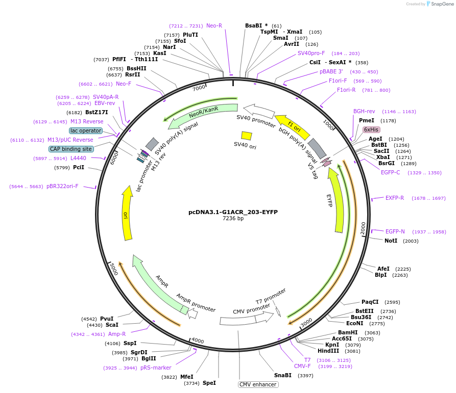 103143-plasmid-map-sequence-id-199235