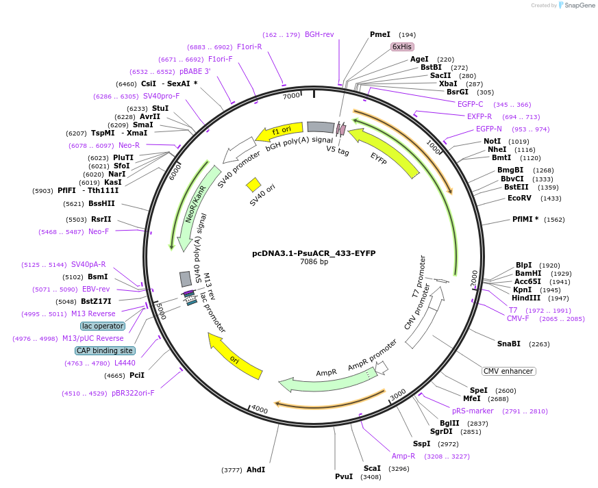 103529-plasmid-map-sequence-id-199236