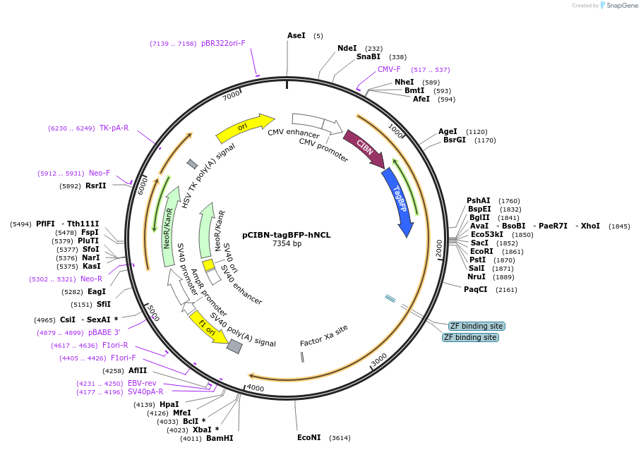 103805-plasmid-map-sequence-id-199237