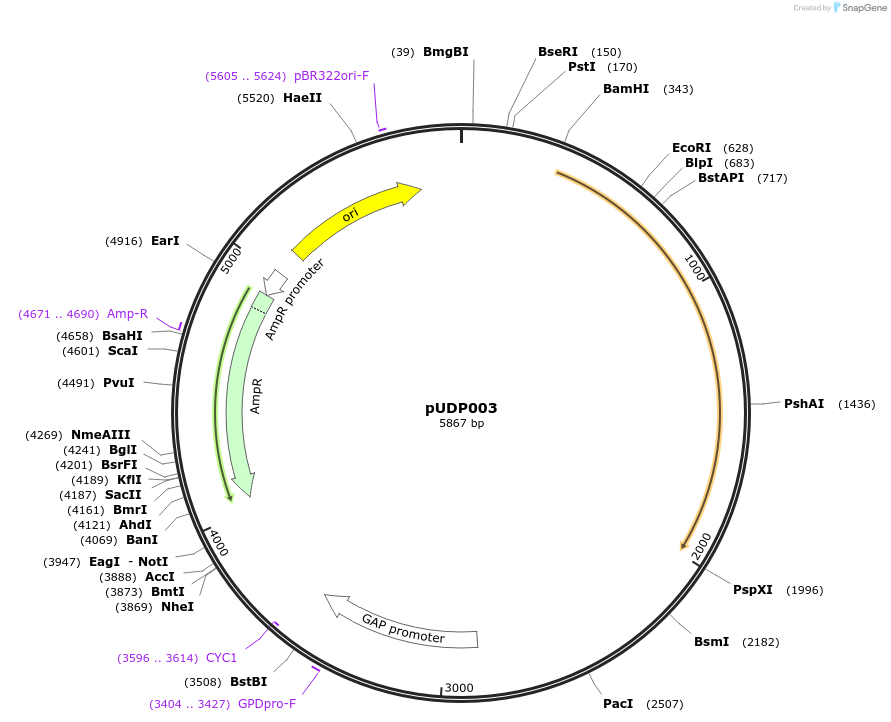 101164-plasmid-map-sequence-id-199238