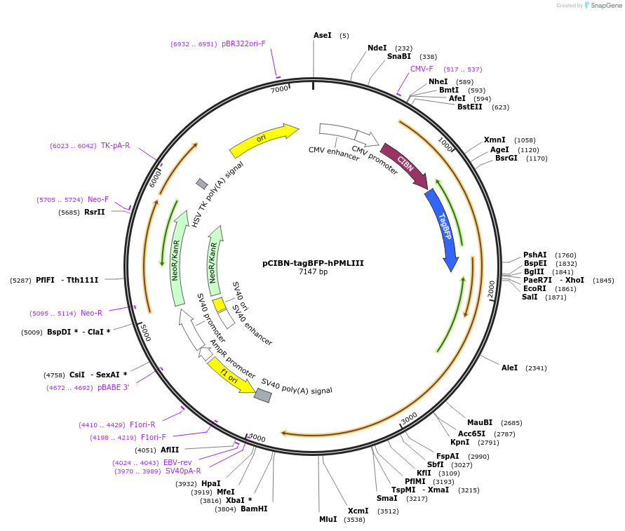 103807-plasmid-map-sequence-id-199241