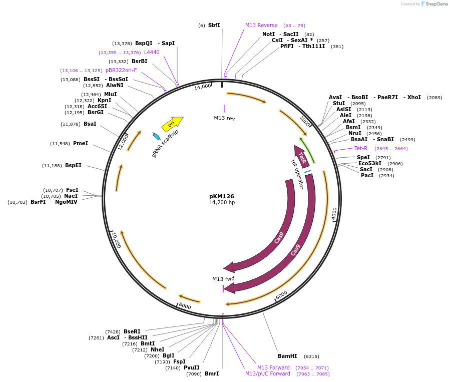 105134-plasmid-map-sequence-id-199249