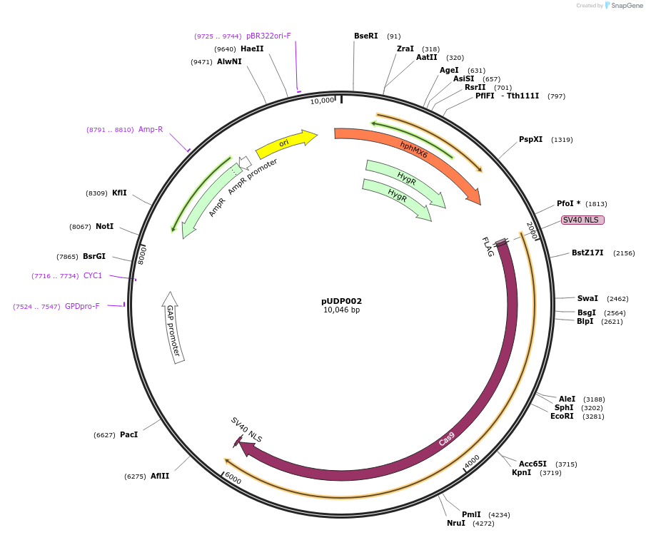 103872-plasmid-map-sequence-id-199260