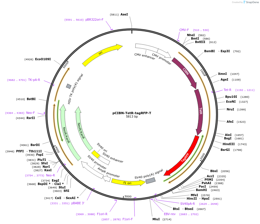 103809-plasmid-map-sequence-id-199261