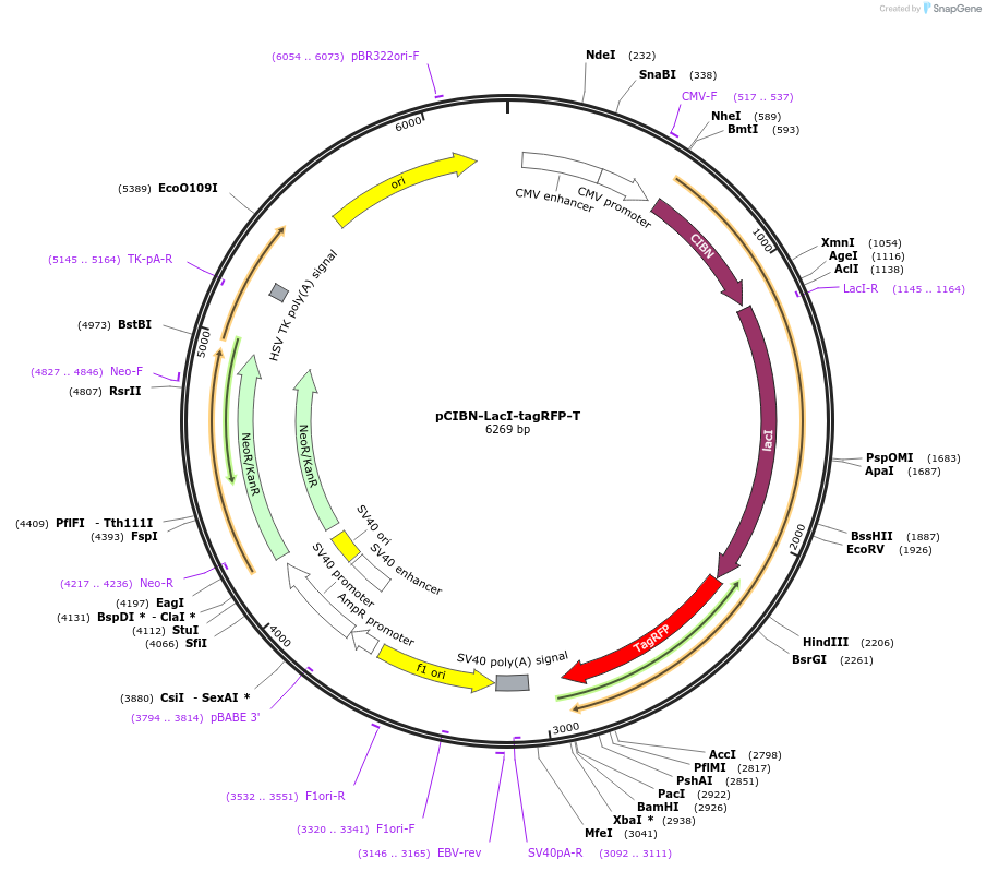 103810-plasmid-map-sequence-id-199266