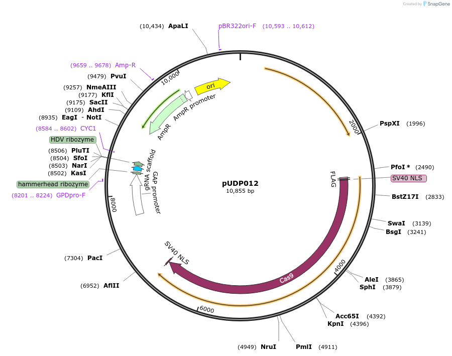 101167-plasmid-map-sequence-id-199268