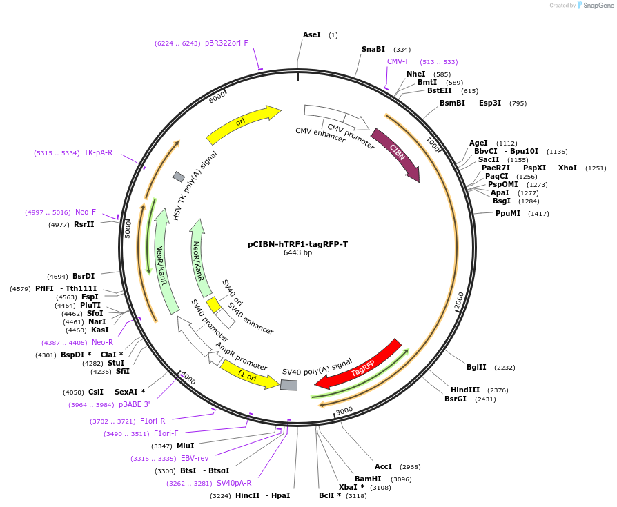 103811-plasmid-map-sequence-id-199270