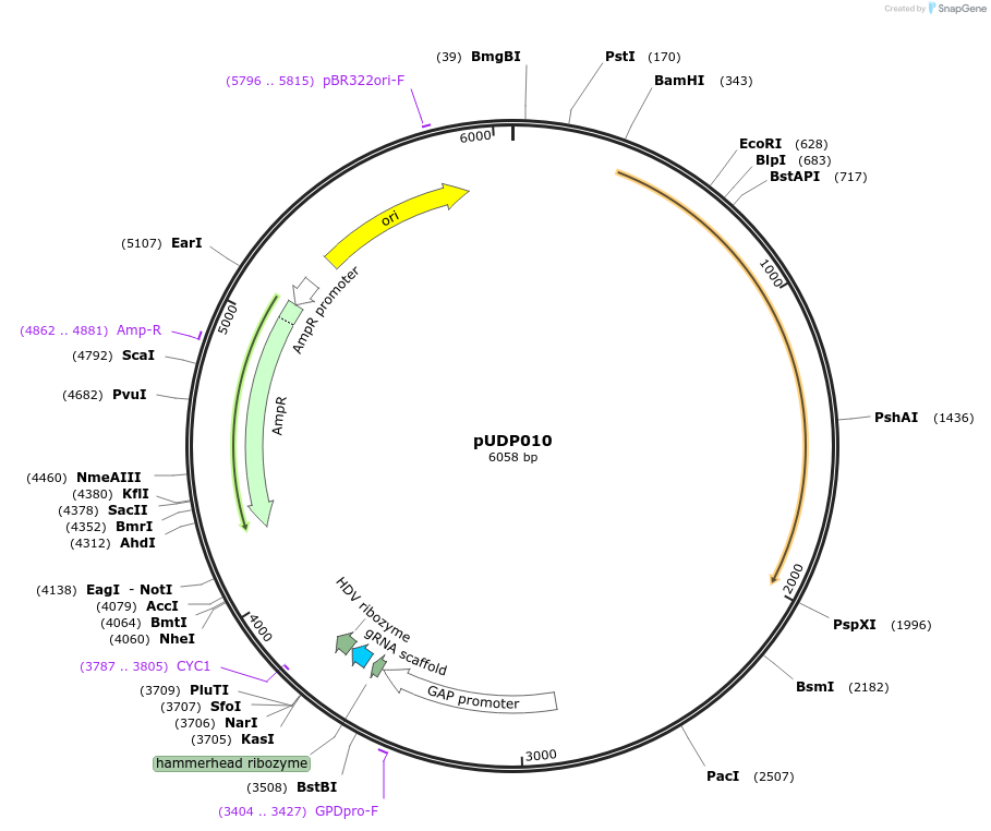 101166-plasmid-map-sequence-id-199274