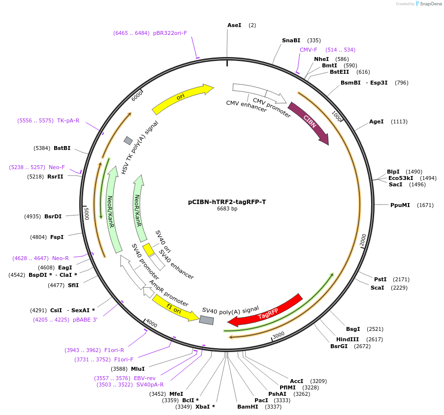 103812-plasmid-map-sequence-id-199277