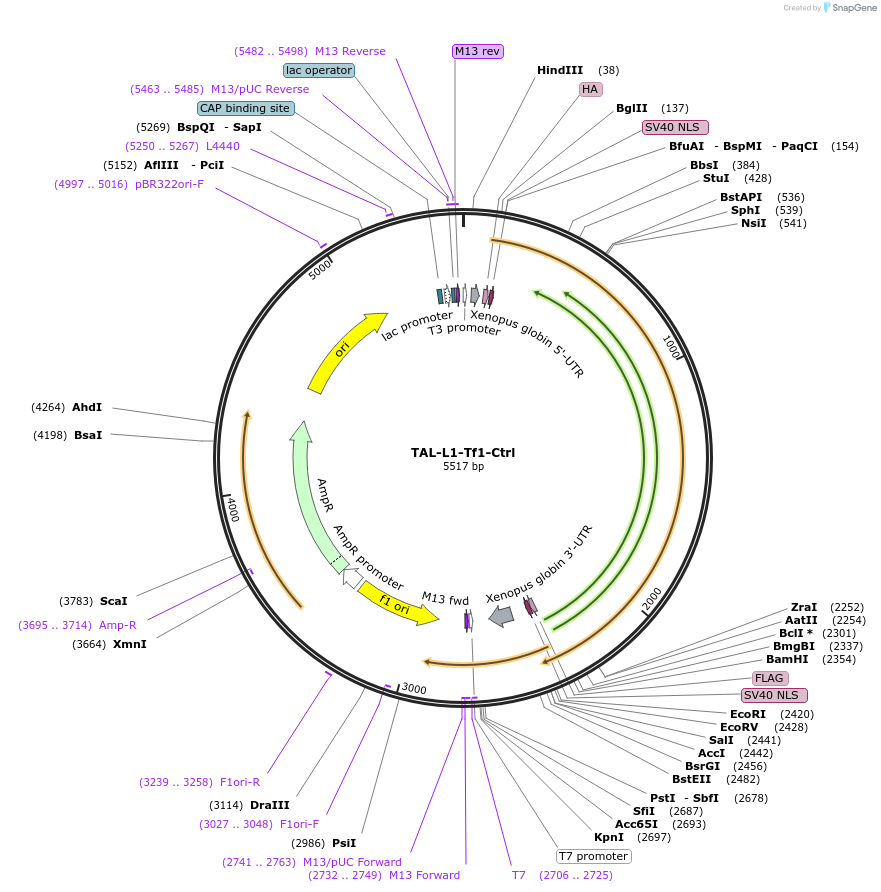 103036-plasmid-map-sequence-id-199279