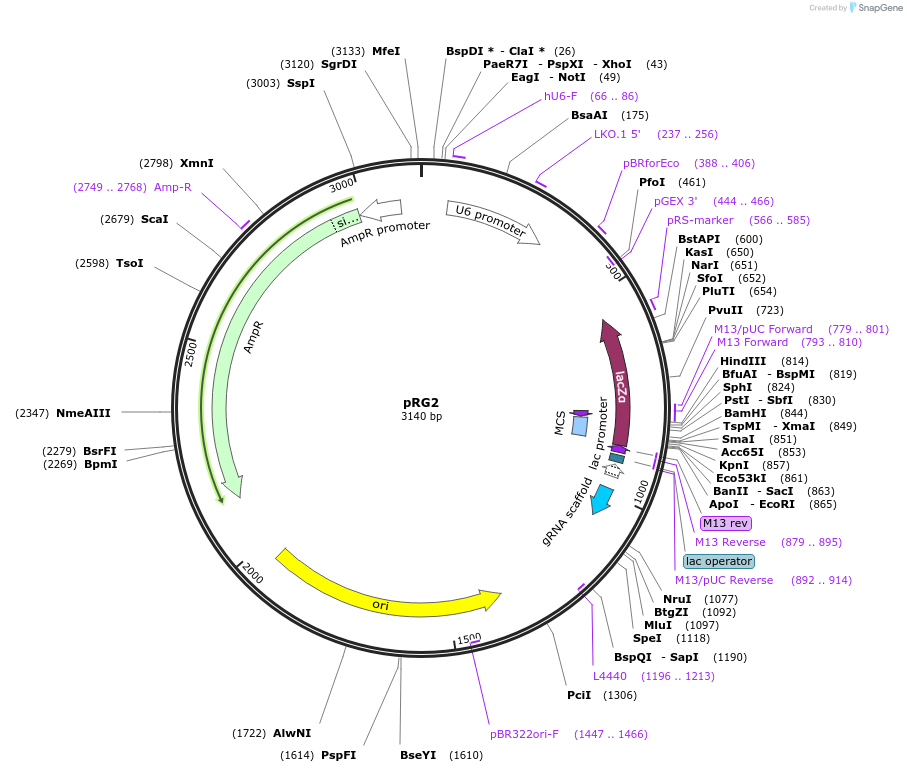 104174-plasmid-map-sequence-id-199286