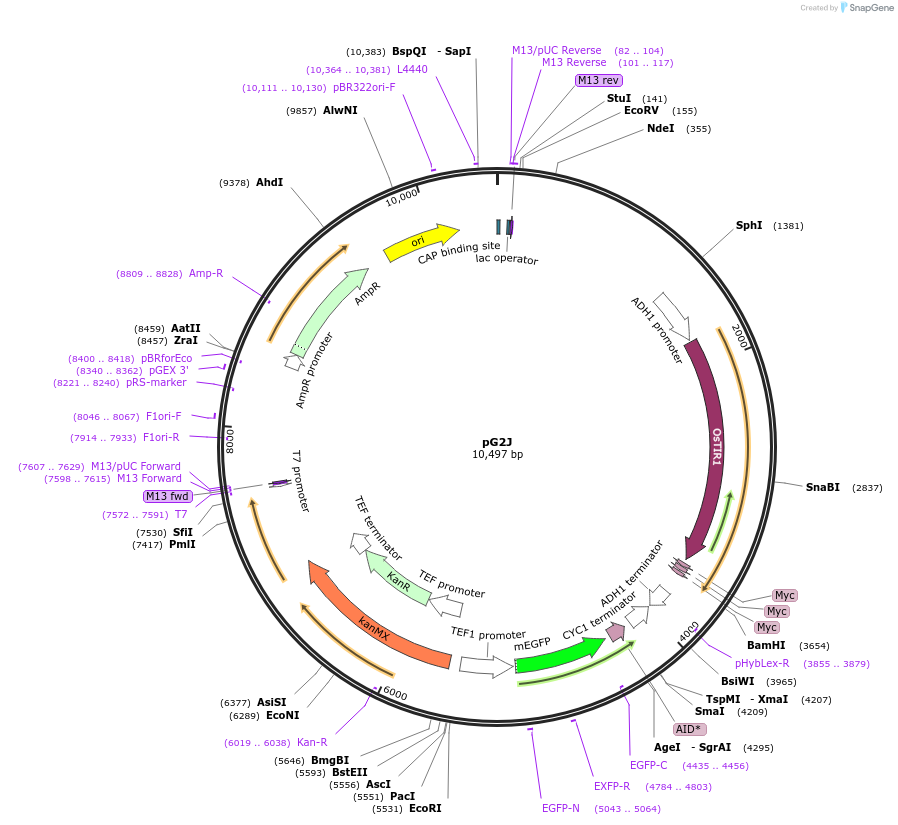 102882-plasmid-map-sequence-id-199289