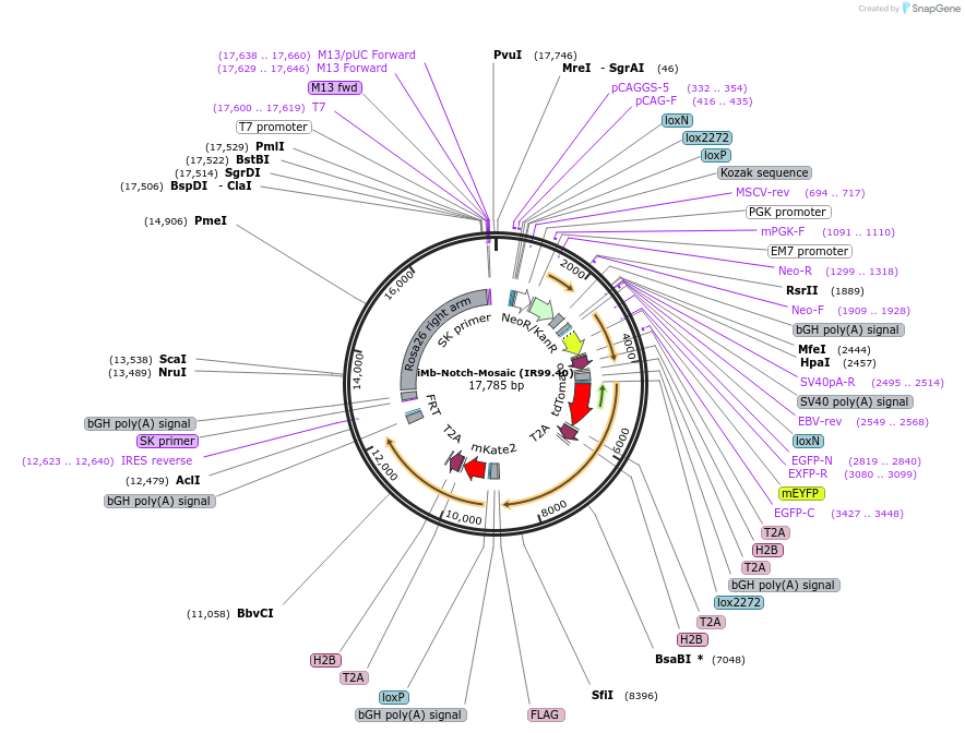 99749-plasmid-map-sequence-id-199304