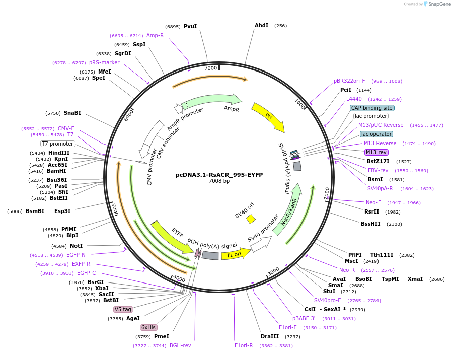 103772-plasmid-map-sequence-id-199306