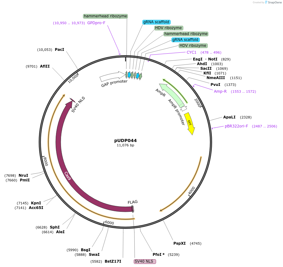 101168-plasmid-map-sequence-id-199309