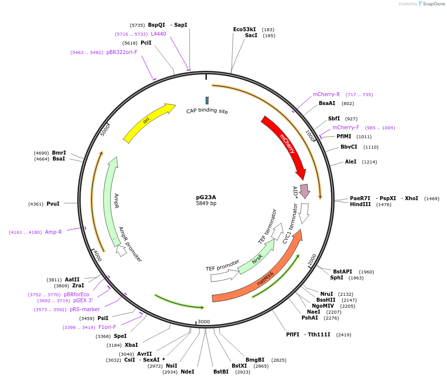 102884-plasmid-map-sequence-id-199314
