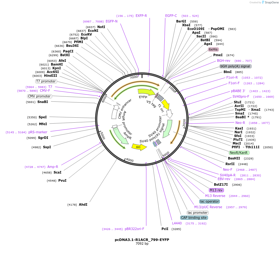 103962-plasmid-map-sequence-id-199316