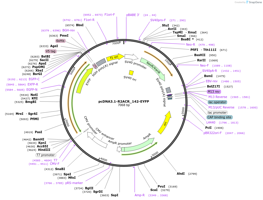 103964-plasmid-map-sequence-id-199319