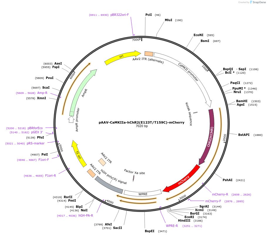 35512-plasmid-map-sequence-id-199320