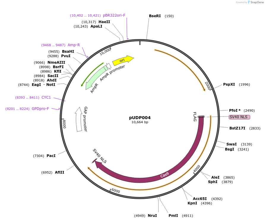 101165-plasmid-map-sequence-id-199321