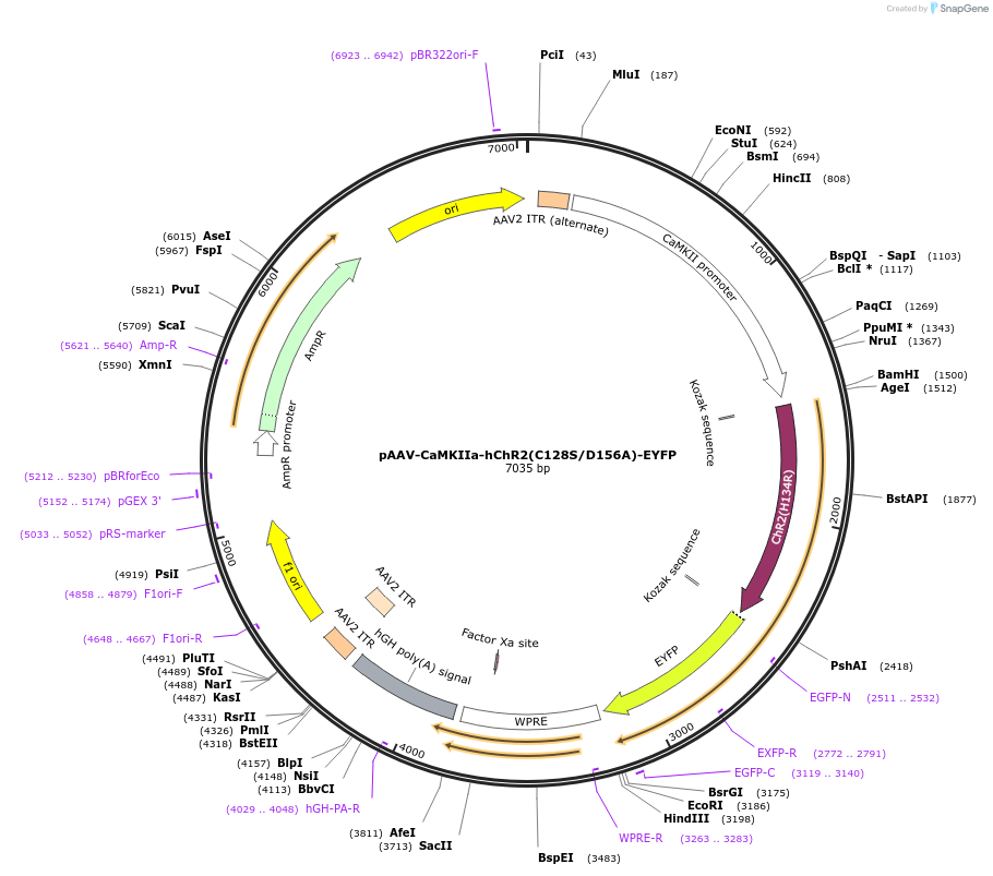 35501-plasmid-map-sequence-id-199322