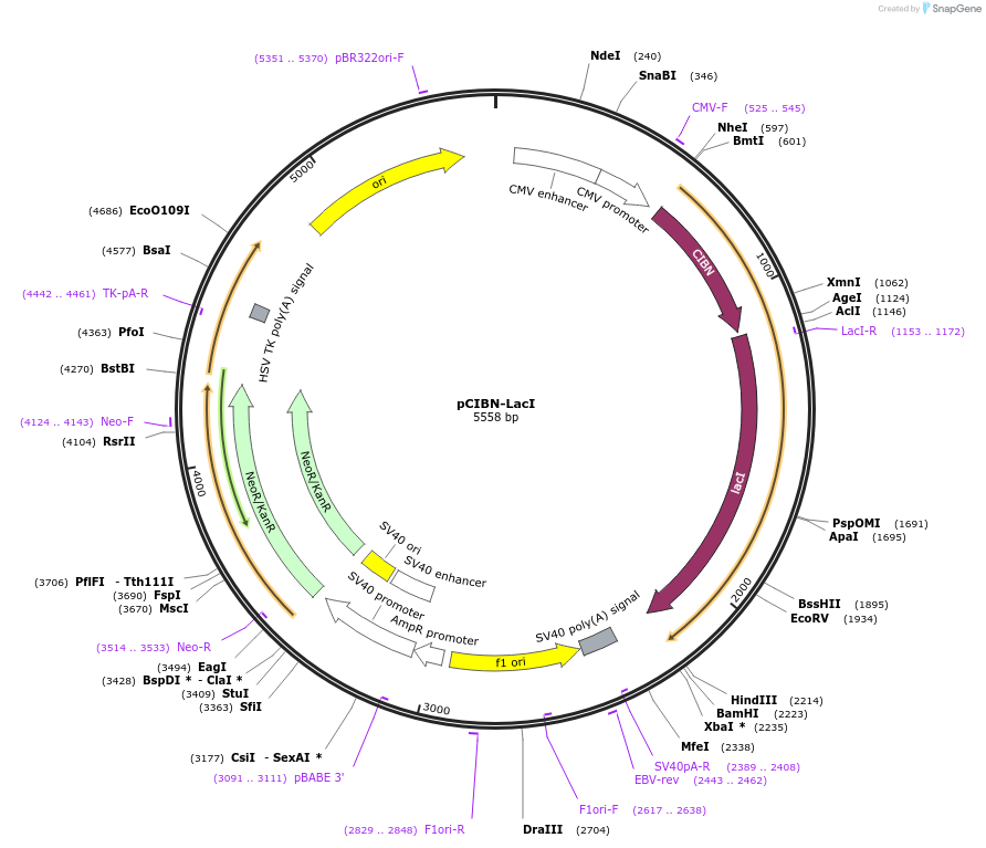103814-plasmid-map-sequence-id-199324