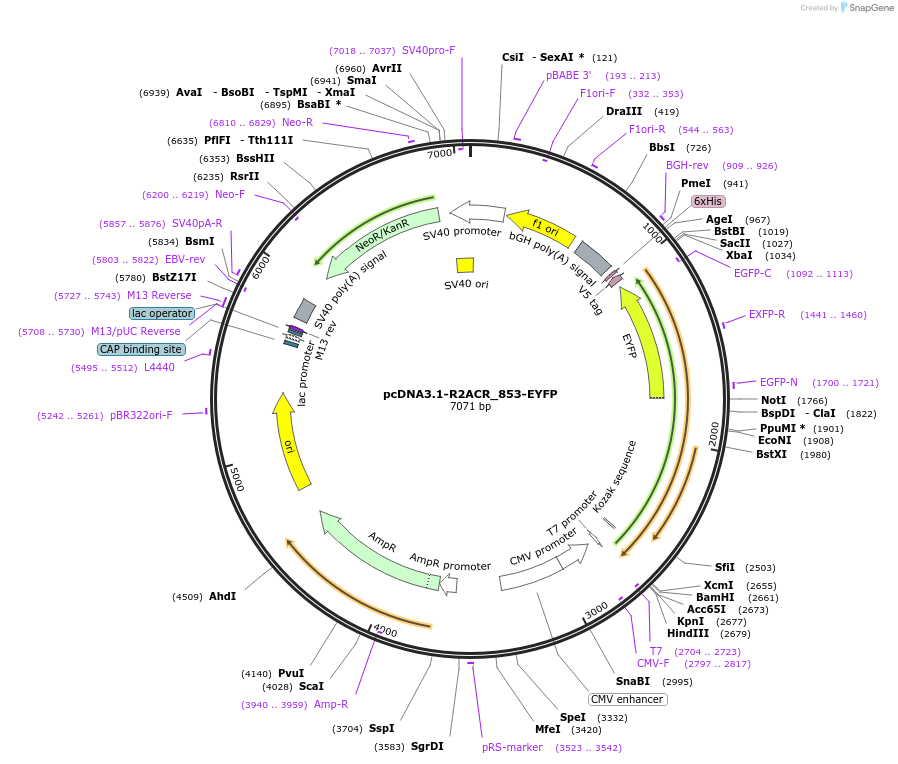 103963-plasmid-map-sequence-id-199325