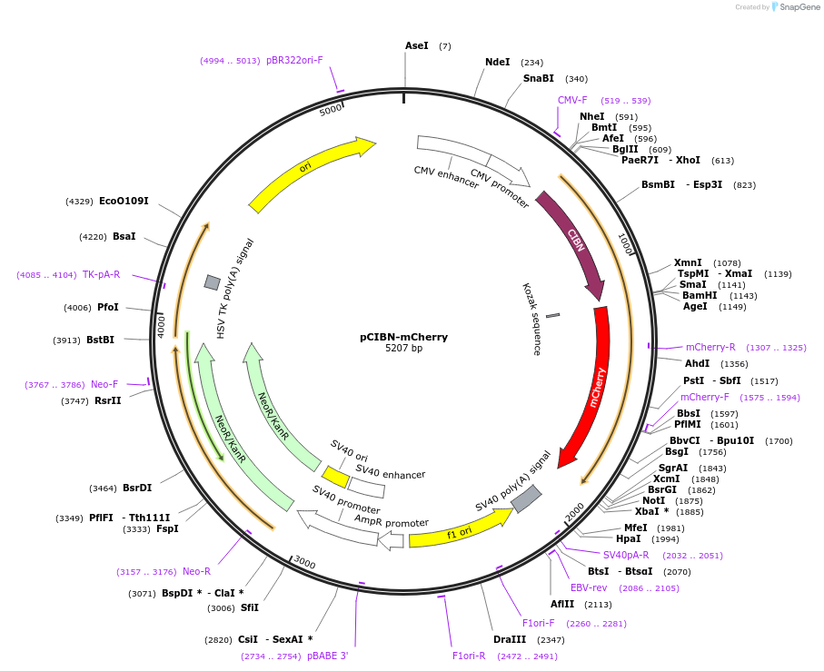 103816-plasmid-map-sequence-id-199330