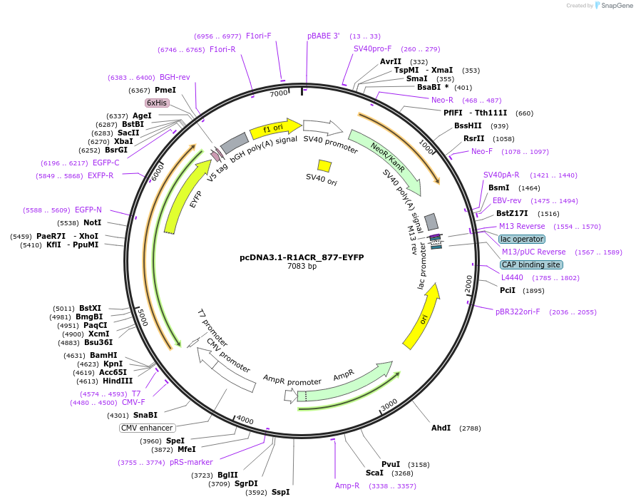 103883-plasmid-map-sequence-id-199331