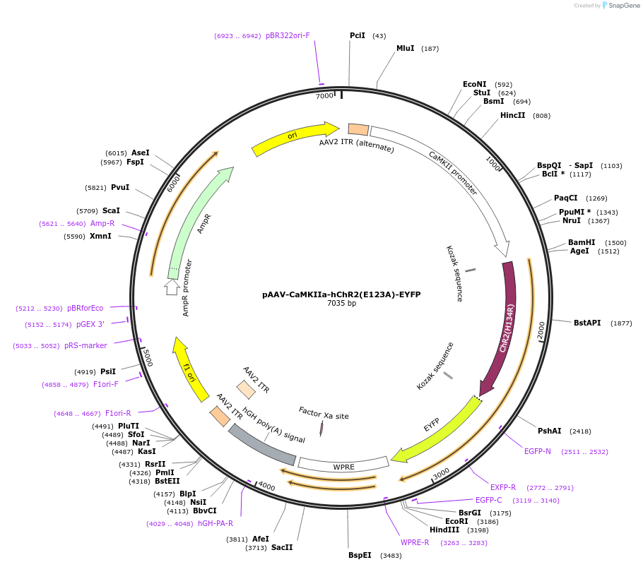 35505-plasmid-map-sequence-id-199332