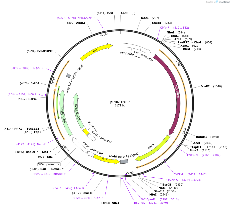 103817-plasmid-map-sequence-id-199333