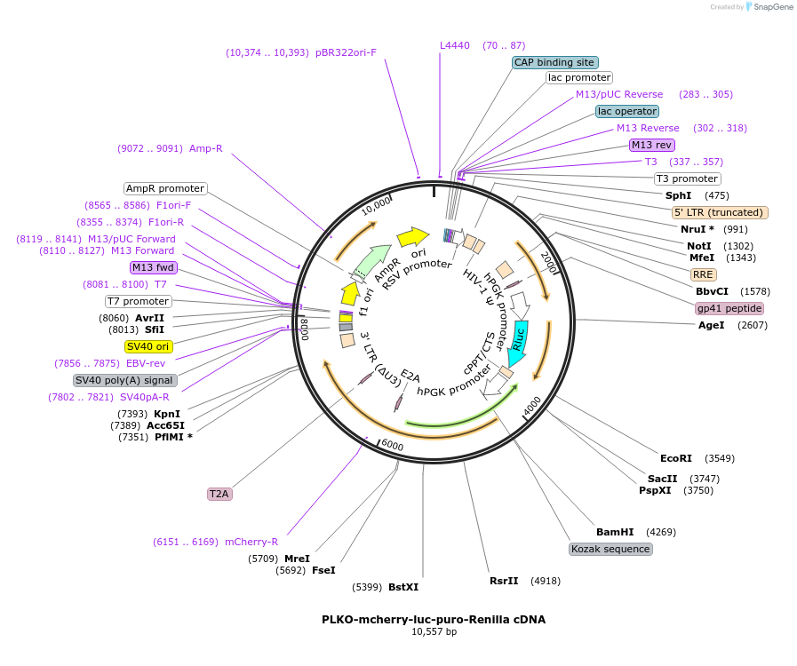 29783-plasmid-map-sequence-id-199334