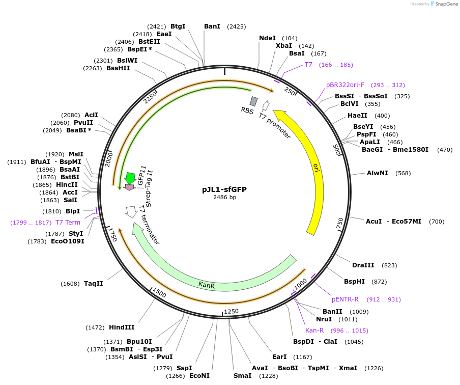 102634-plasmid-map-sequence-id-199339
