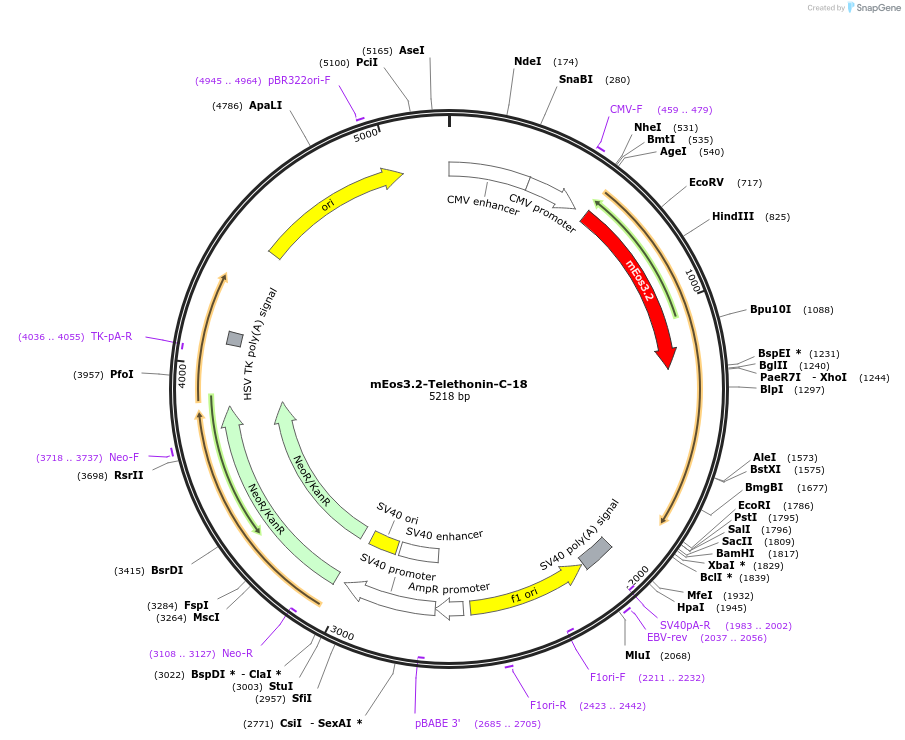 62770-plasmid-map-sequence-id-199347