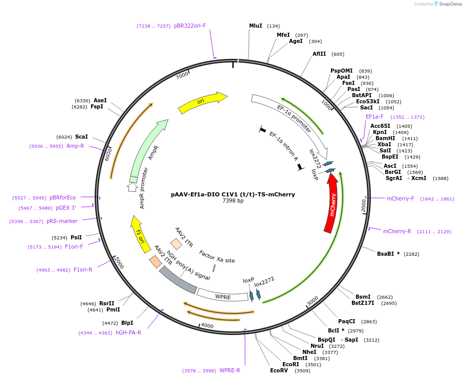 35498-plasmid-map-sequence-id-199355