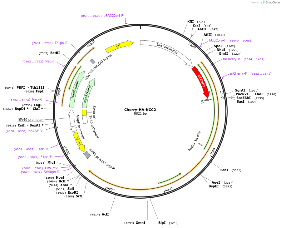 104077-plasmid-map-sequence-id-199357