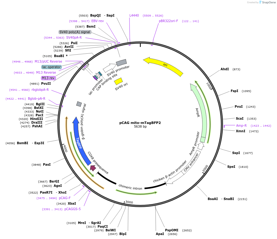 105011-plasmid-map-sequence-id-199361