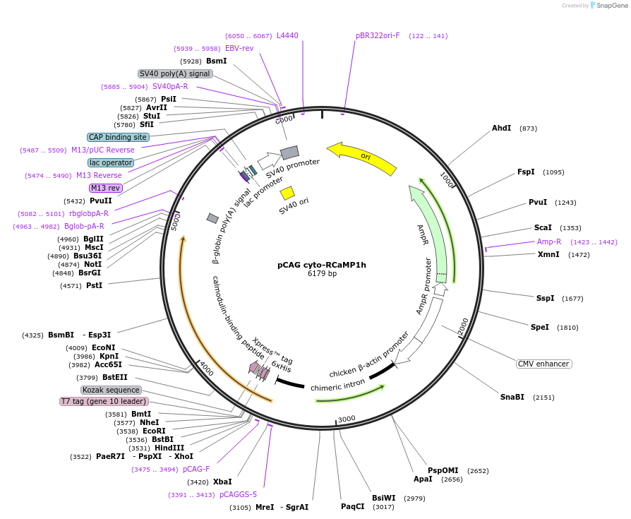 105014-plasmid-map-sequence-id-199367