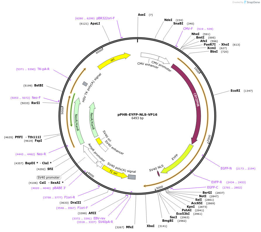103822-plasmid-map-sequence-id-199371