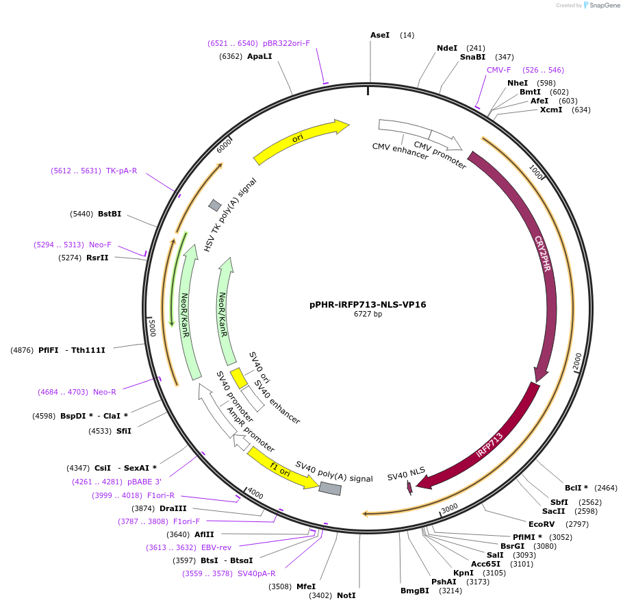 103823-plasmid-map-sequence-id-199372