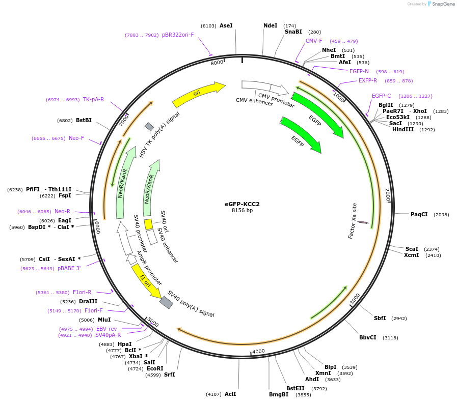 104075-plasmid-map-sequence-id-199373