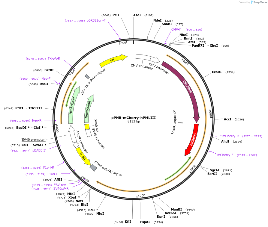 103824-plasmid-map-sequence-id-199377