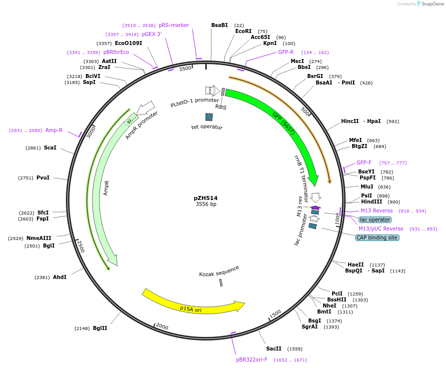 102667-plasmid-map-sequence-id-199386