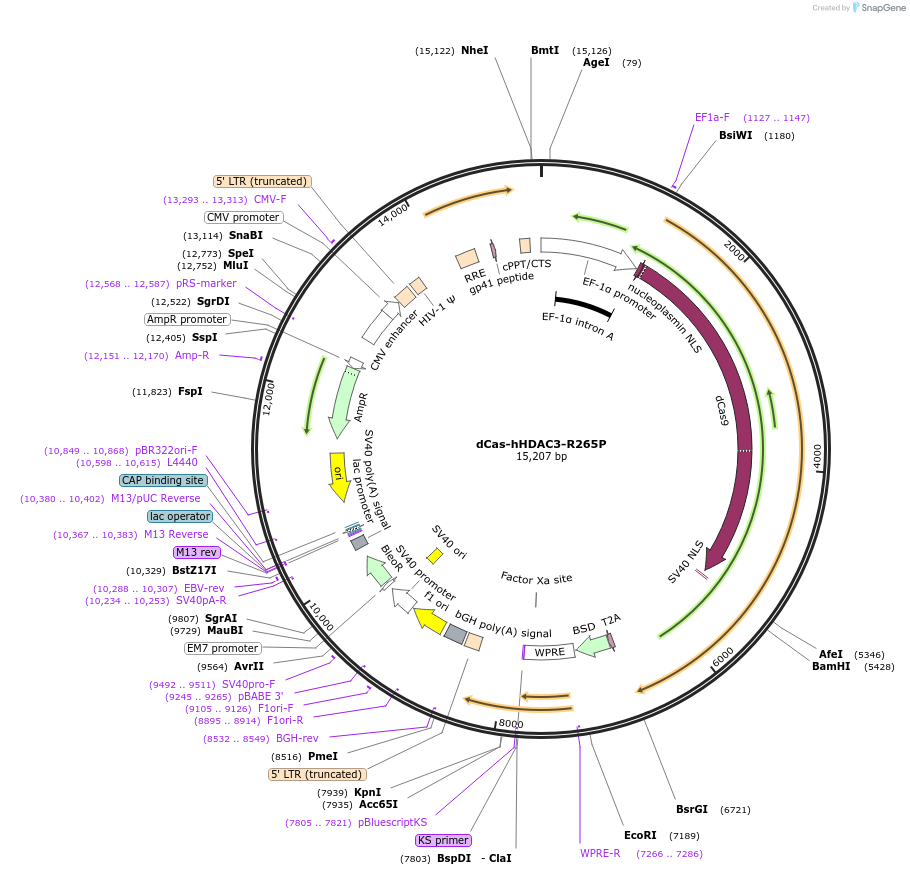 103786-plasmid-map-sequence-id-199399